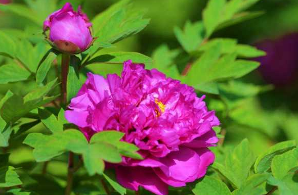 24小时各种花开放的时间