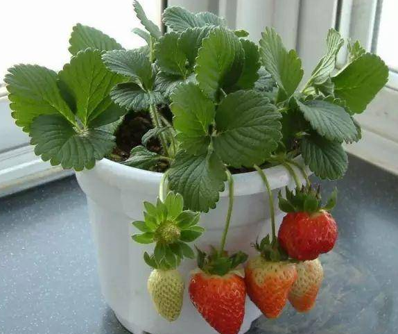 草莓怎么种植方法