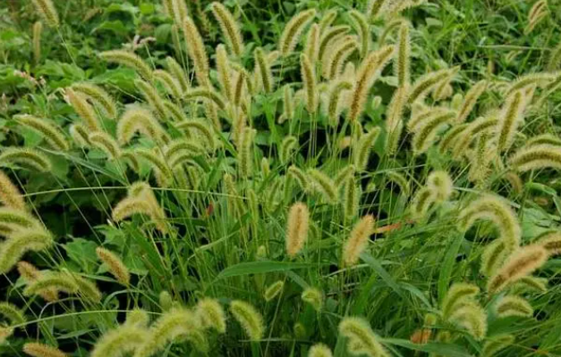 狗尾巴草的花语