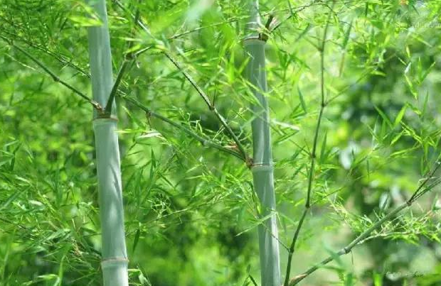 竹子是草还是树