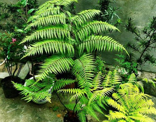 金毛狗蕨的功效与作用