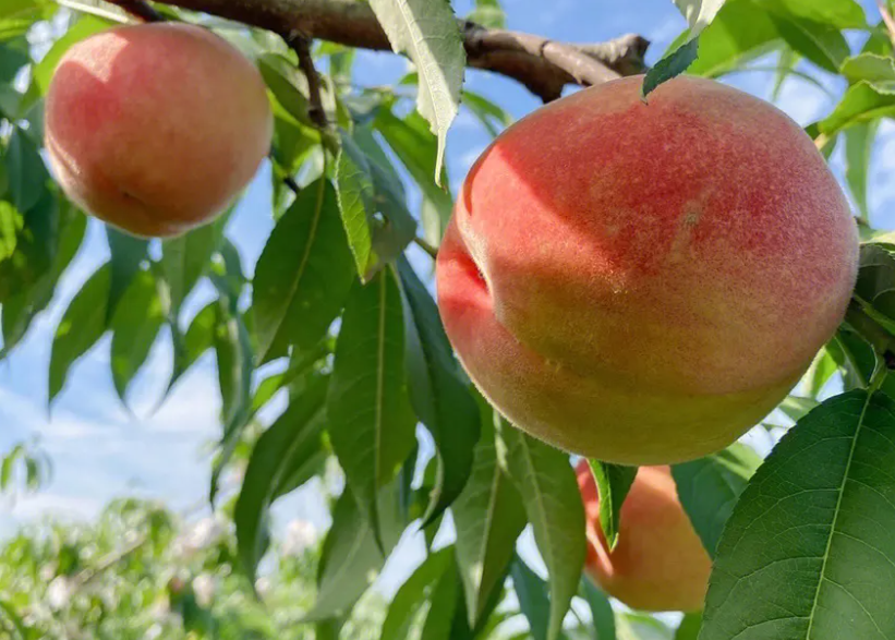 水蜜桃成熟