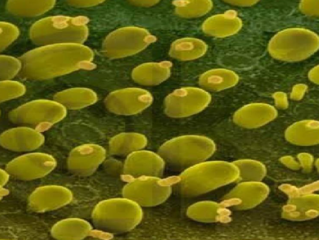 酵母菌的生殖方式