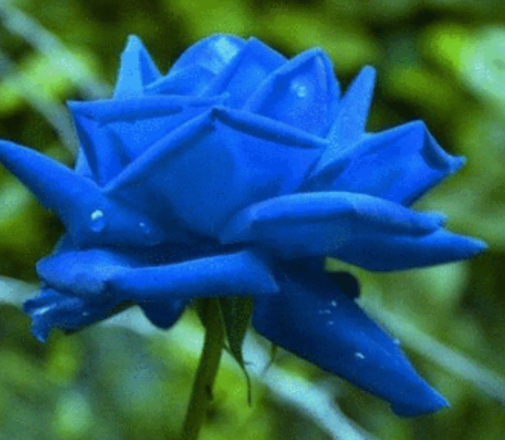 蓝色妖姬代表什么含义