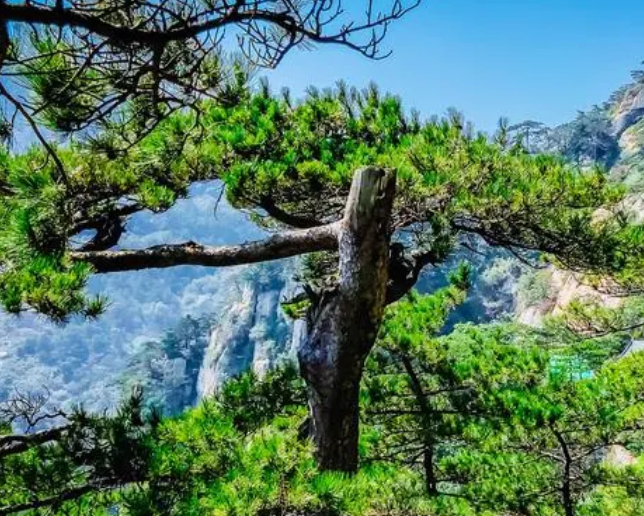 松树的特点是什么