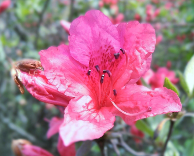 杜鹃花的养殖方法是什么