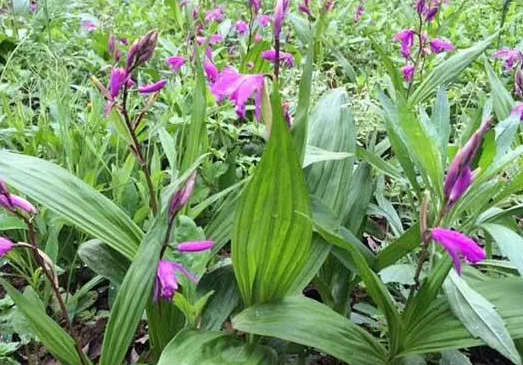 白芨种子如何种植