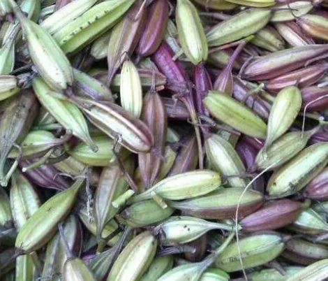 白芨种子怎么种植呢