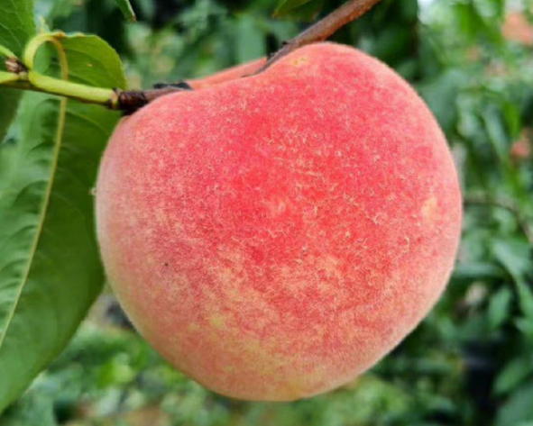 金秋红蜜桃怎么样