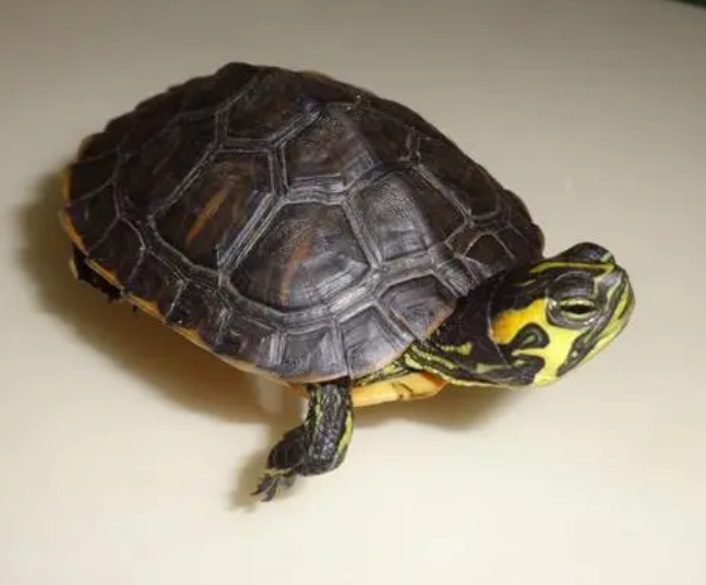 乌龟的生活习性如何