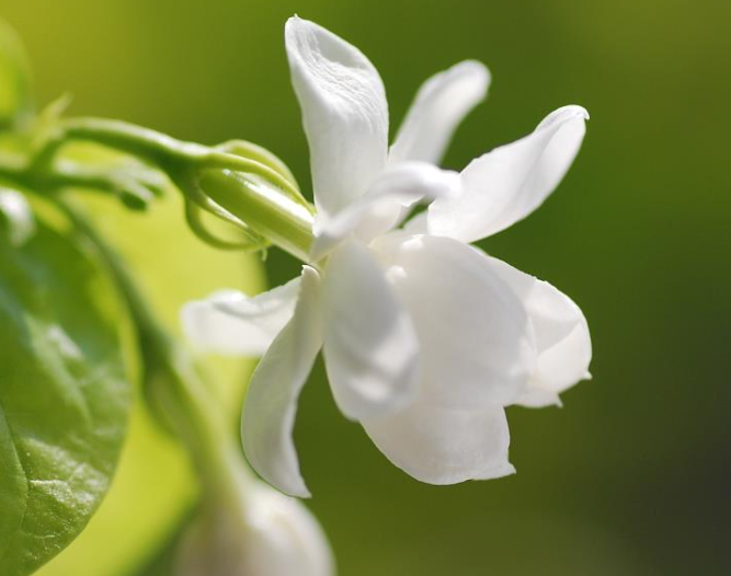 茉莉的养殖方法是什么