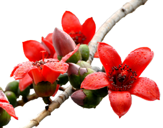 广州的市花是什么