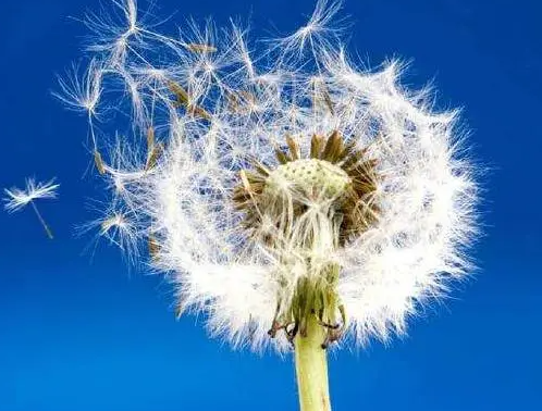 植物的传播方式有哪些