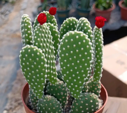 仙人掌有叶子吗