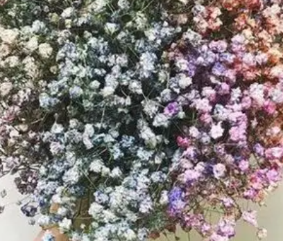 满天星的养殖方法是什么