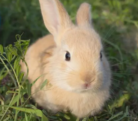 兔子养殖技术如何