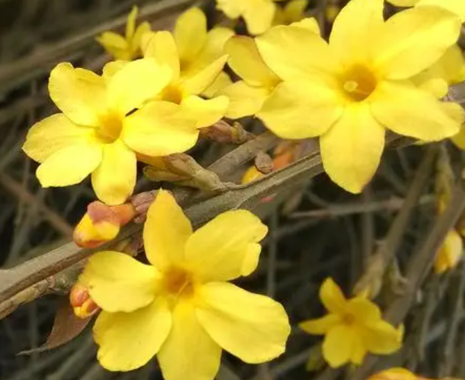 迎春花怎么介绍