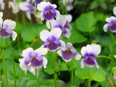 十二月开什么花