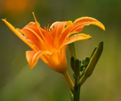 忘忧草是什么植物