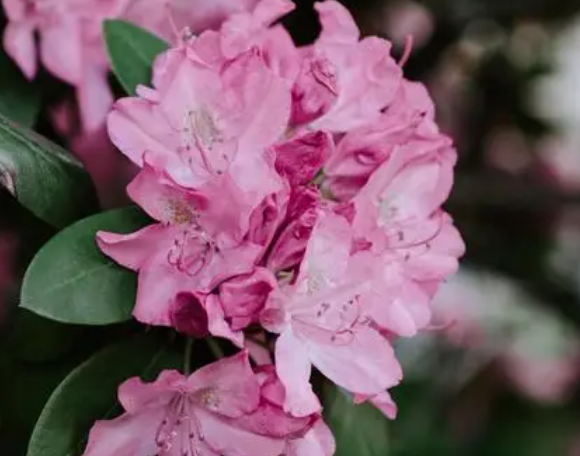 杜鹃花如何养殖