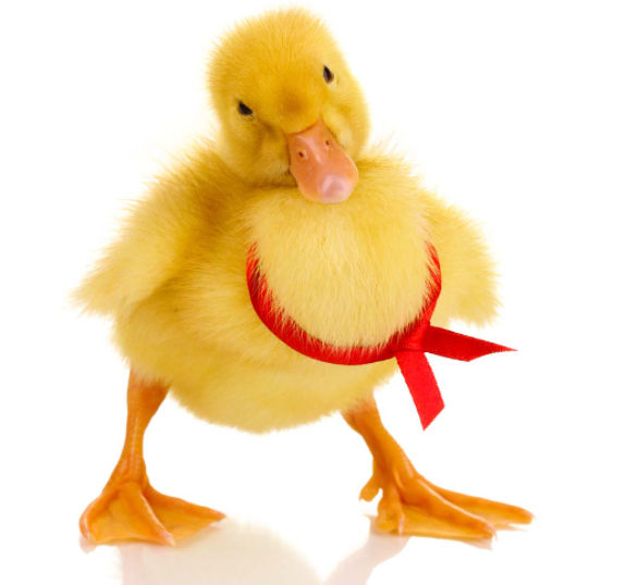 鸭子的生活环境如何