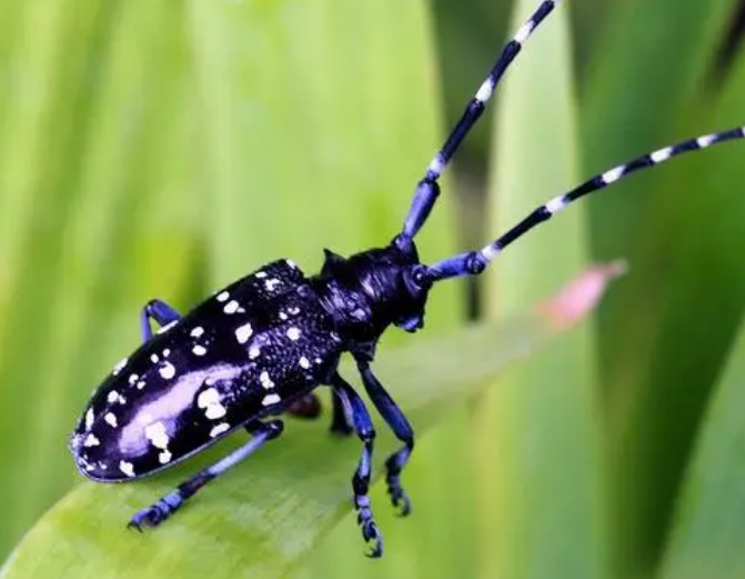 天牛的资料有哪些