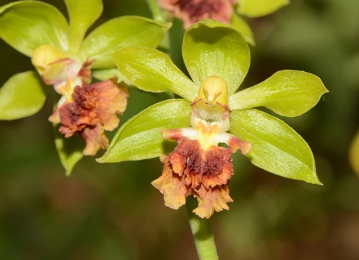 三棱虾脊兰如何养护