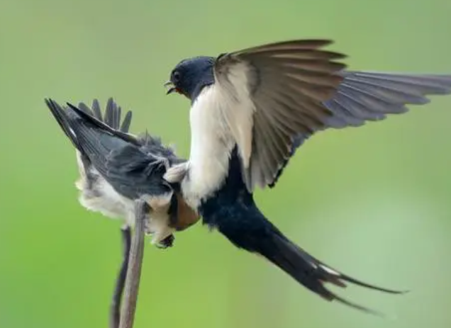 什么鸟是庄稼卫士