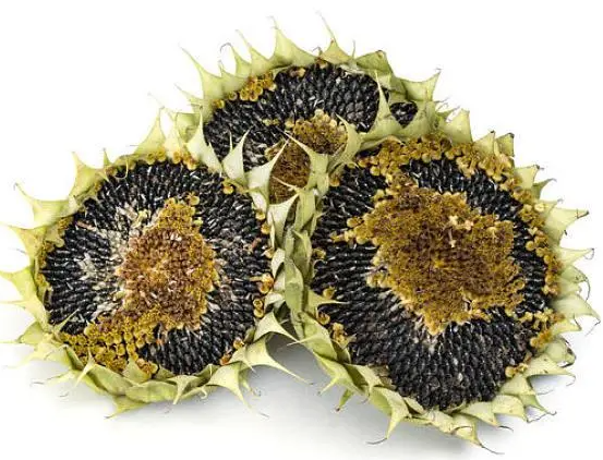 葵花籽产地在哪里