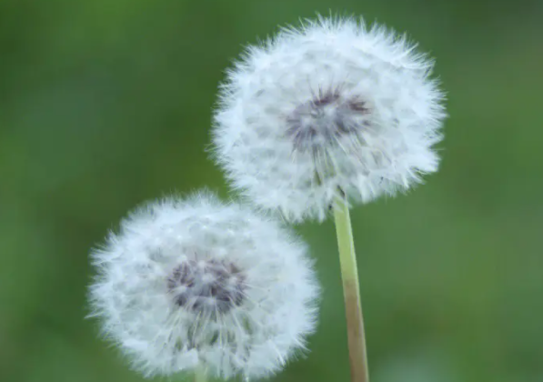 靠风传播种子的植物有哪些