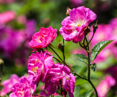 世间最美丽的花是什么