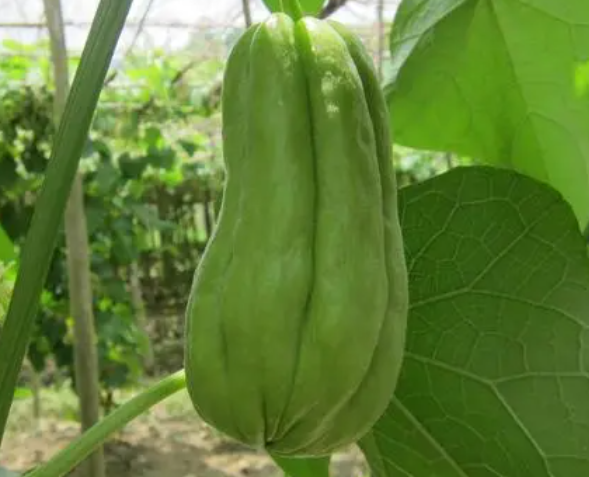 佛手瓜如何栽培