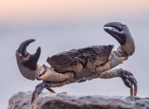 螃蟹为什么总喜欢吐泡泡