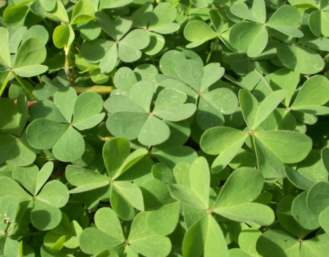 适合养羊的牧草有哪些