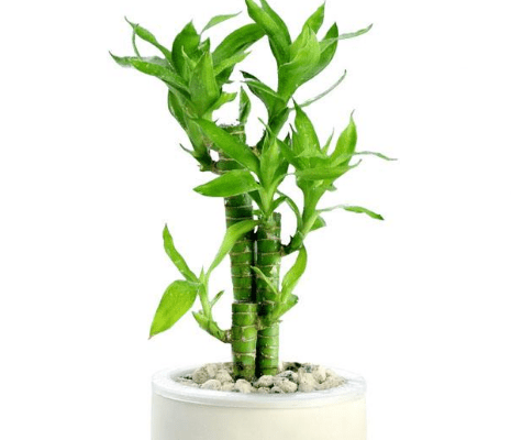 如何养殖富贵竹