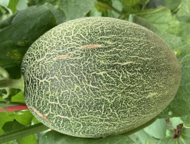 哈蜜瓜种植时间和方法是什么