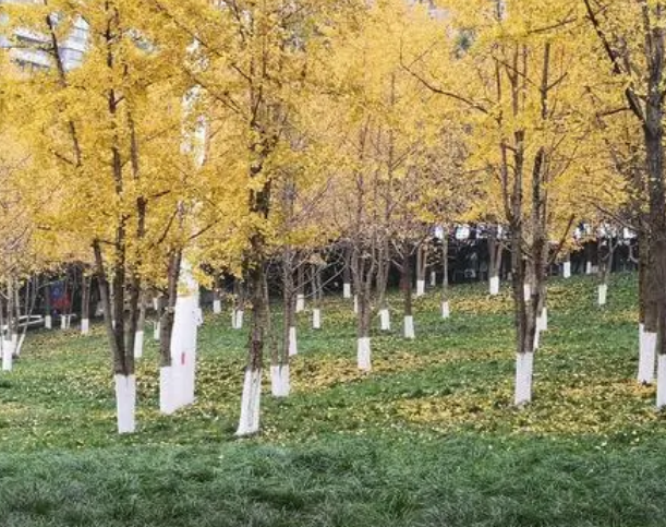 银杏树如何介绍