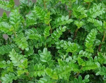 清香木的养殖方法和注意事项是什么