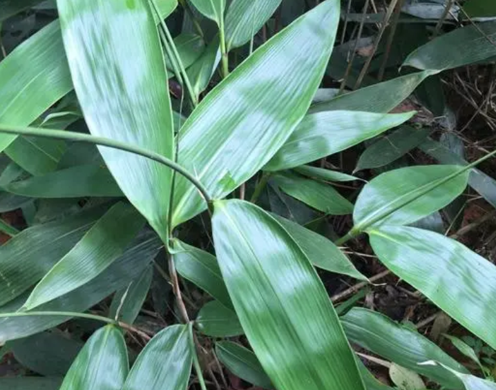 粽叶是什么植物