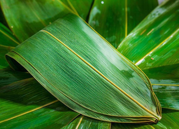 粽子叶是什么植物的叶子