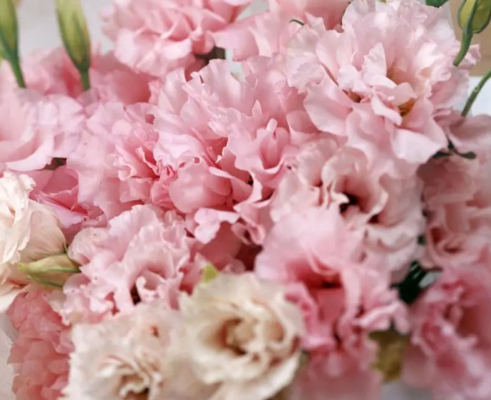 康乃馨一般送什么人