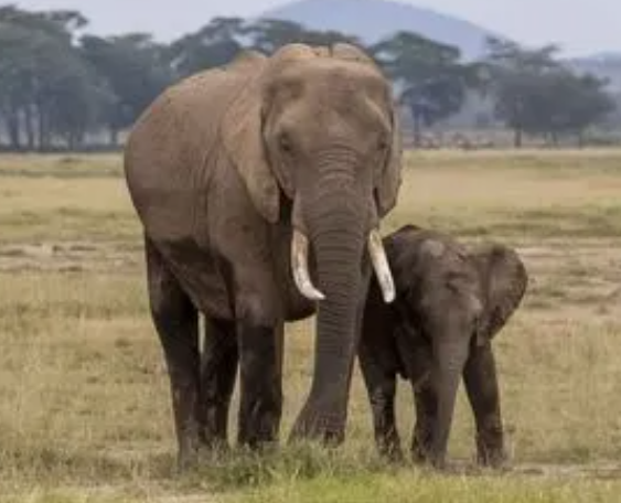 动物的尾巴都有什么作用用处