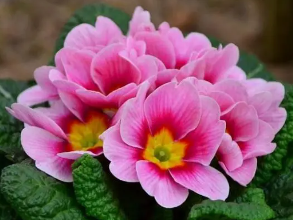 单子叶植物有哪些