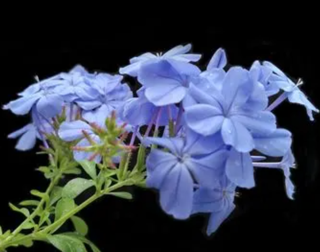 蓝雪花的花语是什么呢