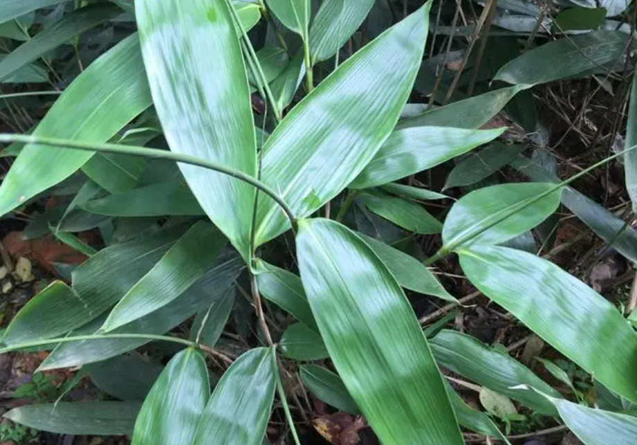 粽叶是什么植物的叶子