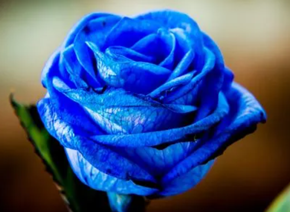 蓝色玫瑰花代表什么意思啊