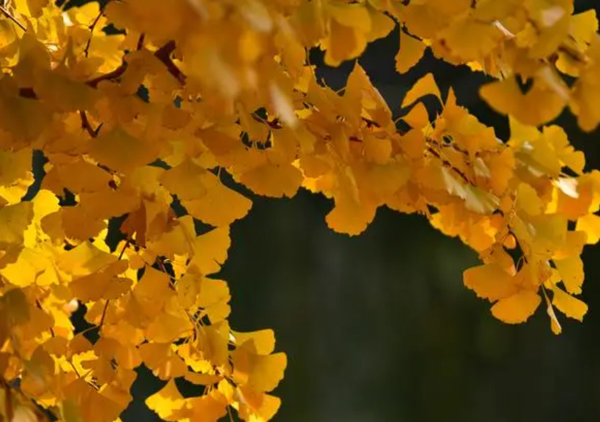 银杏树的叶子像什么