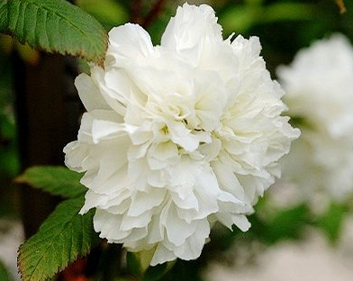 荼蘼是什么意思