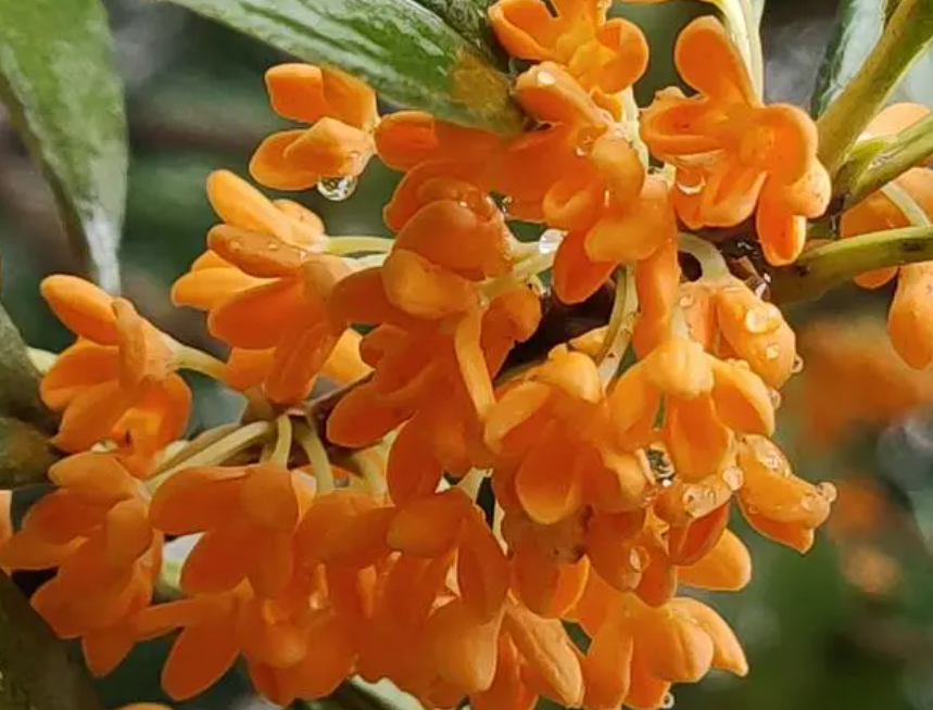 金桂花树种植技术