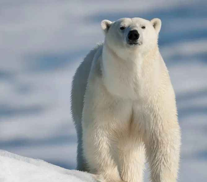 为什么北极熊不吃企鹅
